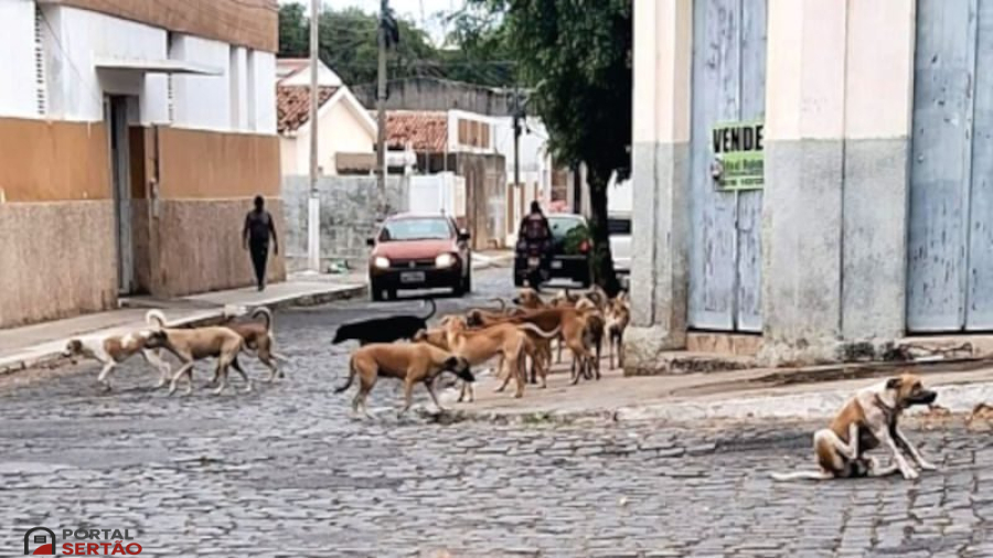 População cobra ações efetivas para causa animal em Cajazeiras