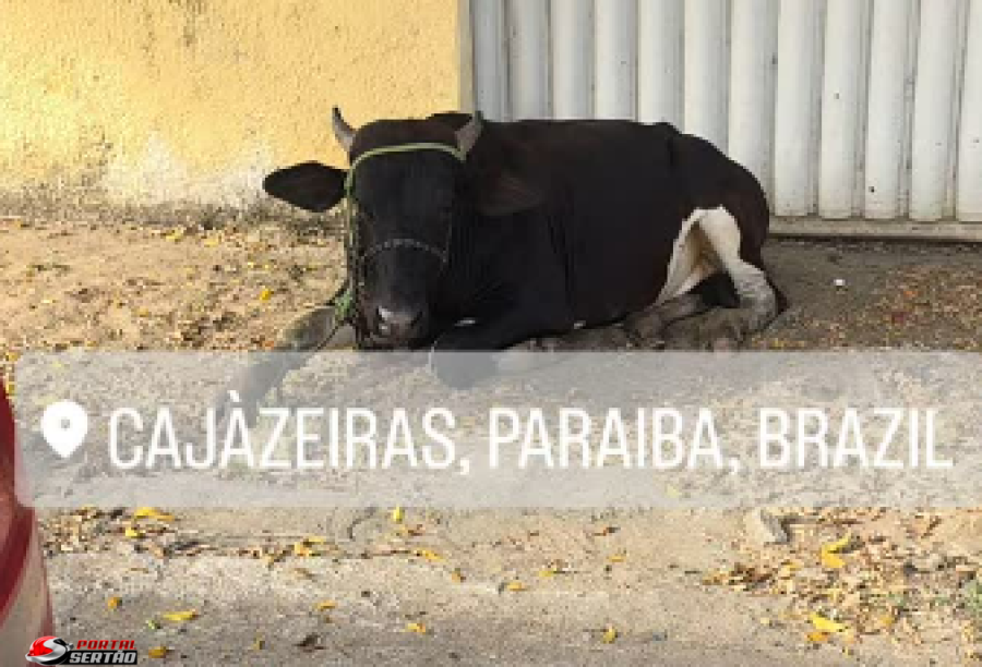 VÍDEO: Animais sofrem maus-tratos e circulam soltos em vias de Cajazeiras: risco para motoristas e omissão de autoridades